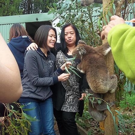 Willa Fauna Australia Wildlife Retreat Lavers Hill Zewnętrze zdjęcie