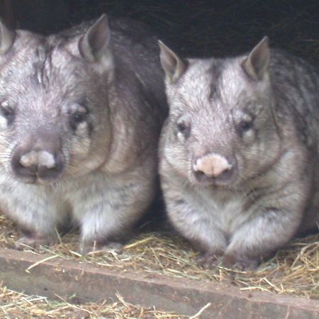 Fauna Australia Wildlife Retreat Lavers Hill Zewnętrze zdjęcie