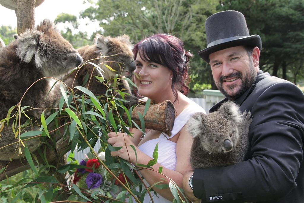 Fauna Australia Wildlife Retreat Lavers Hill Zewnętrze zdjęcie