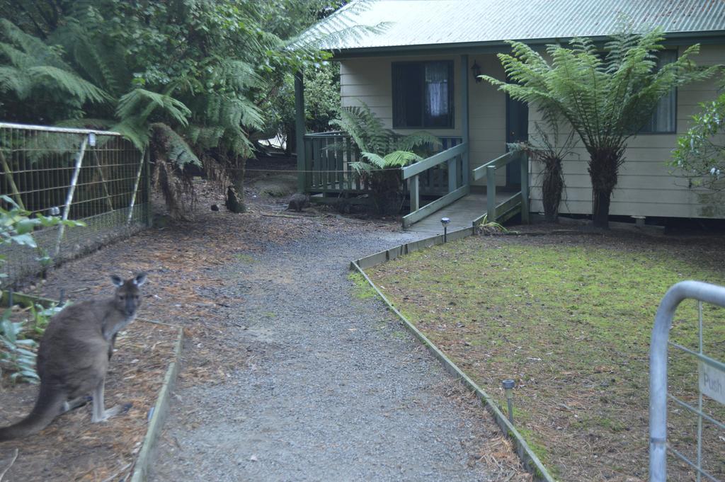 Fauna Australia Wildlife Retreat Lavers Hill Zewnętrze zdjęcie
