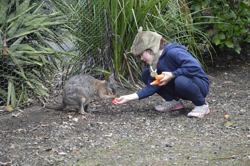 Fauna Australia Wildlife Retreat Lavers Hill Zewnętrze zdjęcie