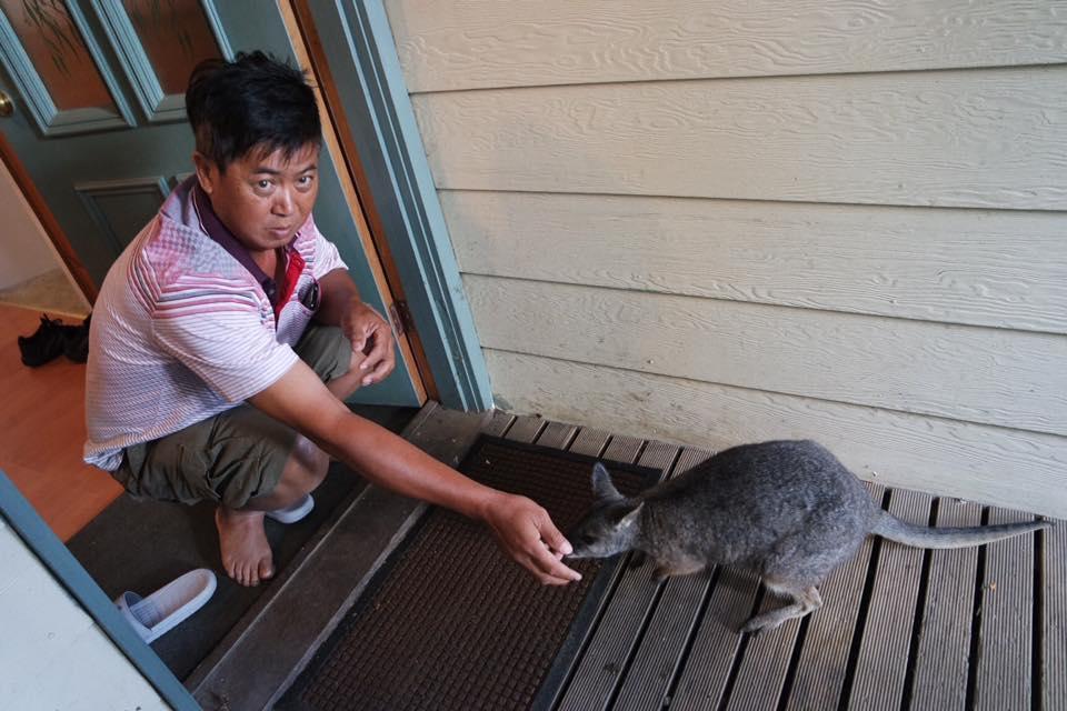 Fauna Australia Wildlife Retreat Lavers Hill Zewnętrze zdjęcie