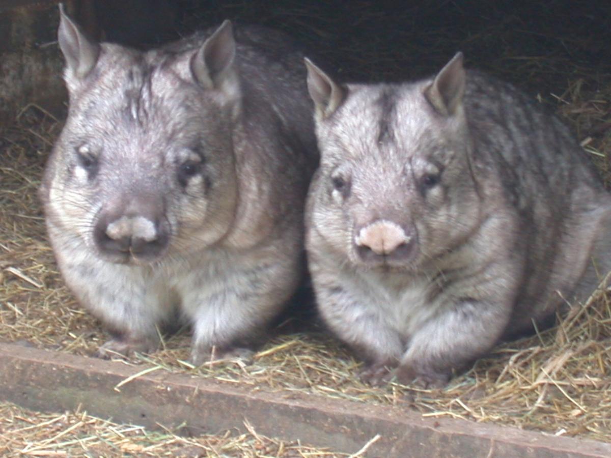Fauna Australia Wildlife Retreat Lavers Hill Zewnętrze zdjęcie