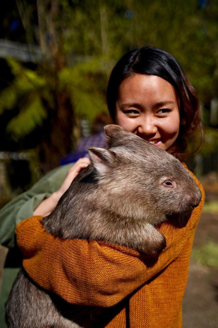 Fauna Australia Wildlife Retreat Lavers Hill Zewnętrze zdjęcie