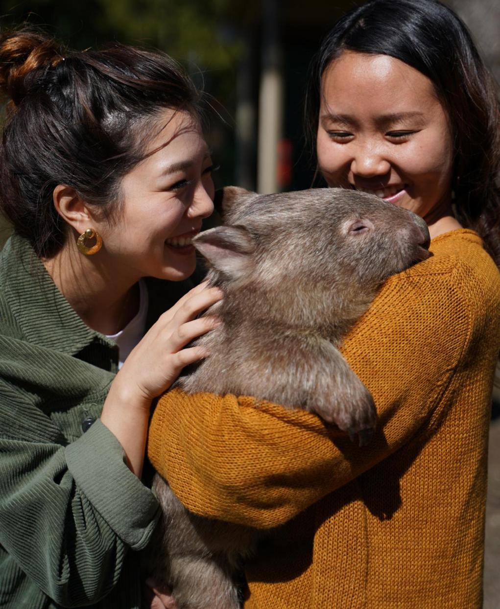 Fauna Australia Wildlife Retreat Lavers Hill Zewnętrze zdjęcie